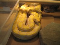 snakes 001.jpg