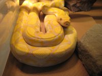 snakes 008.JPG