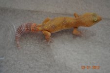 DSC_0043.jpg