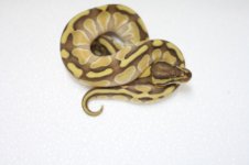 lesser enchi male 2 pic 1.JPG