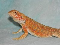 baby for sale 2012..001 005.jpg
