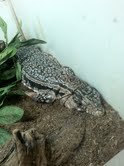 Red Tegu.jpg