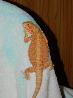 baby for sale 2012..001 016.jpg