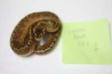 lemonblast female #1.JPG