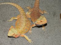 xmas 2012 085.jpg
