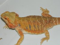 xmas 2012 098.jpg