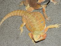 xmas 2012 088.jpg