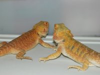 xmas 2012 094.jpg
