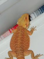 xmas 2012 097.jpg