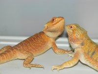 xmas 2012 093.jpg