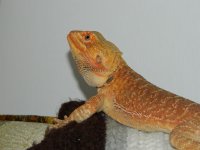 xmas 2012 089.jpg
