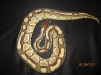 IMG_0219.jpg