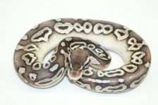 citruswhiteoutpewter3.jpg