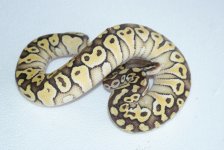citruswhiteoutlesser.JPG
