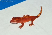 ! 5-13 baby crestie xx. 023_edited-1.jpg