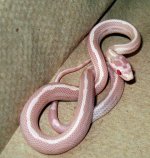 snow-baby-10.jpg
