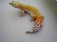 orange 001.jpg