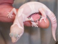 MackSnowbino1 (Small).jpg