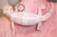 MackSnowbino (Small).jpg
