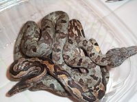 Waiego Island tree boas.jpg