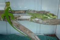 Knight Anole 004post.JPG