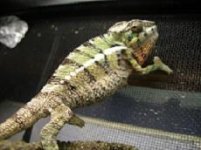 Chameleons 001.jpg
