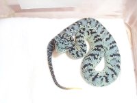 Squam blue.jpg