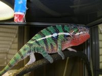 Chameleons 002.jpg
