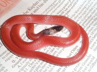 Pseudoboa 3.jpg
