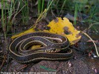 Northern_Mexican_Gartersnake_3web_t640.jpg