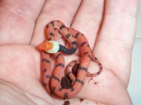 Siphlophis2.jpg