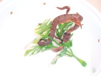 Hispidus eating slug 1a.jpg