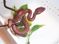 Mangrove tree viper red.jpg