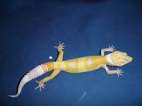 hybino010 001.jpg