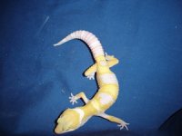 hybino006.jpg
