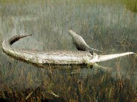 alligator_python_dead.jpg