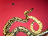 reptiles 098.jpg