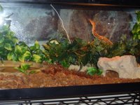 reptiles 135.jpg