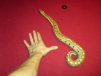 reptiles 093.jpg