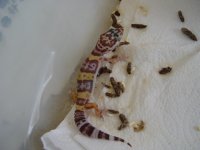 mynewgecko002.jpg