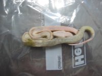 snowboa2.jpg