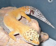 tail1.JPG