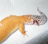 tail2.JPG