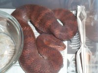 Death adder gravid 2.jpg