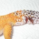 tail3.JPG