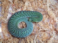 Night adder green 1.jpg