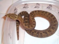 C. t. armstrongi male 1.jpg