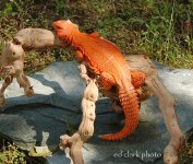! 5-15 lizards. 050_edited-1.jpg