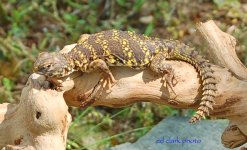 ! 5-15 lizards. 040_edited-1.jpg