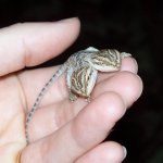 100_1363twoheaded1.jpg